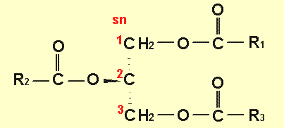 Wz�r triacyloglicerolu